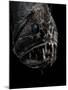 Fangtooth, Bathypelagic Fish (Anoplogaster Cornuta), Deep Sea Atlantic Ocean-David Shale-Mounted Photographic Print