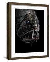 Fangtooth, Bathypelagic Fish (Anoplogaster Cornuta), Deep Sea Atlantic Ocean-David Shale-Framed Photographic Print