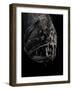 Fangtooth, Bathypelagic Fish (Anoplogaster Cornuta), Deep Sea Atlantic Ocean-David Shale-Framed Photographic Print