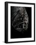 Fangtooth, Bathypelagic Fish (Anoplogaster Cornuta), Deep Sea Atlantic Ocean-David Shale-Framed Photographic Print