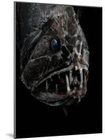 Fangtooth, Bathypelagic Fish (Anoplogaster Cornuta), Deep Sea Atlantic Ocean-David Shale-Mounted Photographic Print