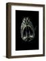 Fangtooth-null-Framed Photographic Print