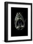 Fangtooth-null-Framed Photographic Print