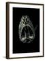 Fangtooth-null-Framed Photographic Print