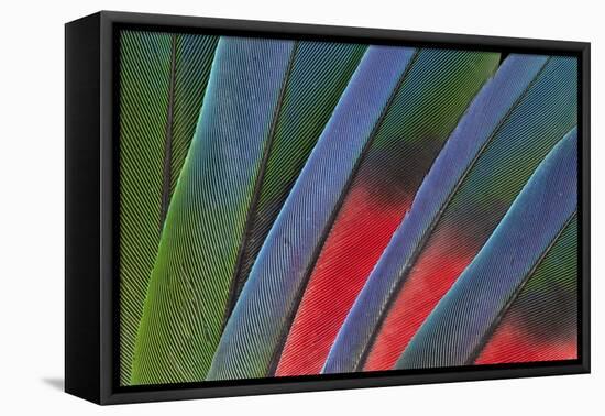 Fanned Out Tail Feathers of Blue Headed Pionus (Parrot)-Darrell Gulin-Framed Stretched Canvas