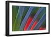 Fanned Out Tail Feathers of Blue Headed Pionus (Parrot)-Darrell Gulin-Framed Photographic Print