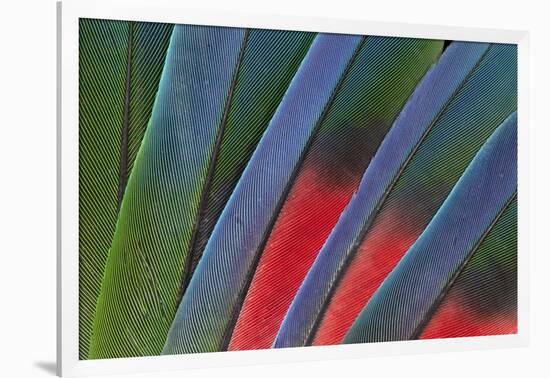 Fanned Out Tail Feathers of Blue Headed Pionus (Parrot)-Darrell Gulin-Framed Photographic Print