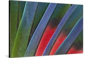 Fanned Out Tail Feathers of Blue Headed Pionus (Parrot)-Darrell Gulin-Stretched Canvas