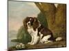Fanny, a Brown and White Spaniel, 1778-George Stubbs-Mounted Giclee Print
