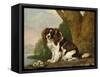 Fanny, a Brown and White Spaniel, 1778-George Stubbs-Framed Stretched Canvas