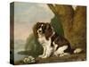 Fanny, a Brown and White Spaniel, 1778-George Stubbs-Stretched Canvas