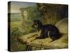 Fanny, a Favourite Dog, 1822-James Ward-Stretched Canvas