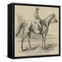 Fanny Grey, Winner of the Manchester Grand Steeple-Chase-null-Framed Stretched Canvas