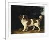 Fanny, the Favourite Spaniel of Mrs. Musters, Standing in a Wooded Landscape, 1777-George Stubbs-Framed Giclee Print