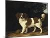 Fanny, the Favourite Spaniel of Mrs. Musters, Standing in a Wooded Landscape, 1777-George Stubbs-Mounted Giclee Print