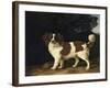 Fanny, the Favourite Spaniel of Mrs. Musters, Standing in a Wooded Landscape, 1777-George Stubbs-Framed Giclee Print