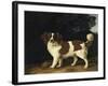 Fanny, the Favourite Spaniel of Mrs. Musters, Standing in a Wooded Landscape, 1777-George Stubbs-Framed Giclee Print