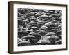 Fans, Sitting in Rain, at Purdue Homecoming Game-Francis Miller-Framed Photographic Print