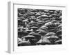 Fans, Sitting in Rain, at Purdue Homecoming Game-Francis Miller-Framed Photographic Print