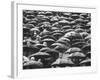 Fans, Sitting in Rain, at Purdue Homecoming Game-Francis Miller-Framed Photographic Print