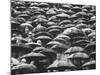 Fans, Sitting in Rain, at Purdue Homecoming Game-Francis Miller-Mounted Photographic Print