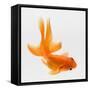 Fantail Goldfish (Carassius Auratus), Elevated View-Don Farrall-Framed Stretched Canvas