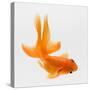 Fantail Goldfish (Carassius Auratus), Elevated View-Don Farrall-Stretched Canvas