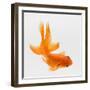 Fantail Goldfish (Carassius Auratus), Elevated View-Don Farrall-Framed Photographic Print