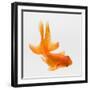 Fantail Goldfish (Carassius Auratus), Elevated View-Don Farrall-Framed Photographic Print