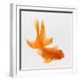 Fantail Goldfish (Carassius Auratus), Elevated View-Don Farrall-Framed Photographic Print