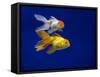 Fantail goldfish-Ernie Janes-Framed Stretched Canvas