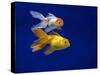 Fantail goldfish-Ernie Janes-Stretched Canvas