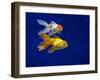 Fantail goldfish-Ernie Janes-Framed Photographic Print