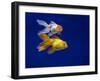 Fantail goldfish-Ernie Janes-Framed Photographic Print