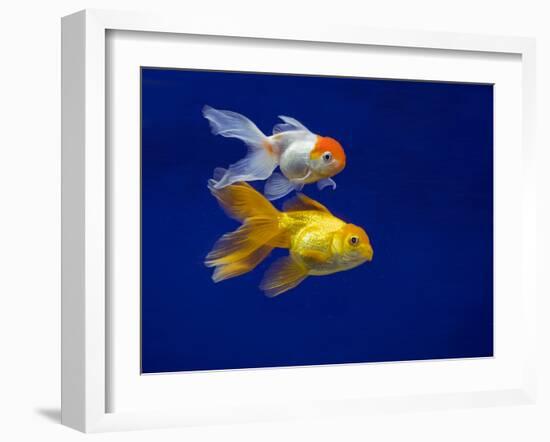 Fantail goldfish-Ernie Janes-Framed Photographic Print