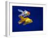 Fantail goldfish-Ernie Janes-Framed Photographic Print