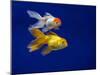 Fantail goldfish-Ernie Janes-Mounted Photographic Print