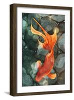 Fantail I-Alicia Ludwig-Framed Art Print