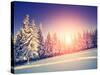 Fantastic Evening Landscape in a Colorful Sunlight. Dramatic Wintry Scene. National Park Carpathian-Leonid Tit-Stretched Canvas