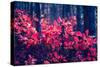 Fantastic Forest with Cotinus Coggygria. Dramatic Scene. Red Autumn Leaves. Crimea, Ukraine, Europe-Leonid Tit-Stretched Canvas