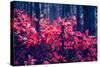 Fantastic Forest with Cotinus Coggygria. Dramatic Scene. Red Autumn Leaves. Crimea, Ukraine, Europe-Leonid Tit-Stretched Canvas