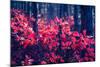 Fantastic Forest with Cotinus Coggygria. Dramatic Scene. Red Autumn Leaves. Crimea, Ukraine, Europe-Leonid Tit-Mounted Photographic Print
