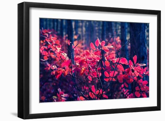 Fantastic Forest with Cotinus Coggygria. Dramatic Scene. Red Autumn Leaves. Crimea, Ukraine, Europe-Leonid Tit-Framed Photographic Print