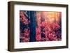 Fantastic Forest with Cotinus Coggygria. Dramatic Scene. Red Autumn Leaves. Crimea, Ukraine, Europe-Creative Travel Projects-Framed Photographic Print