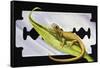 Fantastic Least Gecko (Sphaerodactylus Fantasticus), Gekkonidae-null-Framed Stretched Canvas