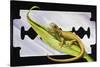 Fantastic Least Gecko (Sphaerodactylus Fantasticus), Gekkonidae-null-Stretched Canvas