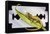 Fantastic Least Gecko (Sphaerodactylus Fantasticus), Gekkonidae-null-Framed Stretched Canvas