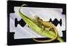 Fantastic Least Gecko (Sphaerodactylus Fantasticus), Gekkonidae-null-Stretched Canvas