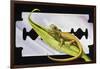 Fantastic Least Gecko (Sphaerodactylus Fantasticus), Gekkonidae-null-Framed Giclee Print