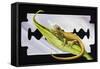 Fantastic Least Gecko (Sphaerodactylus Fantasticus), Gekkonidae-null-Framed Stretched Canvas